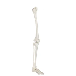 Human Skeleton Lower Limb Knee and Foot Anatomy Model Medical Science Teaching Resources Drop Shipping