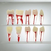 Juego de dientes de entrenamiento endodóntico RCT Dental, 10 Uds., con bloques de resina de cavidad de pulpa para Kit de modelo de práctica de estudio endodónico de conducto radicular