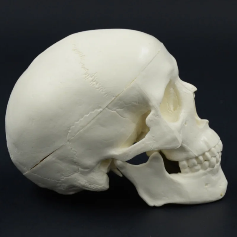 DARHMMY Mini Skull Model Human Anatomical Head Medical Model Detachable Art sketch Props Medical Student Teaching