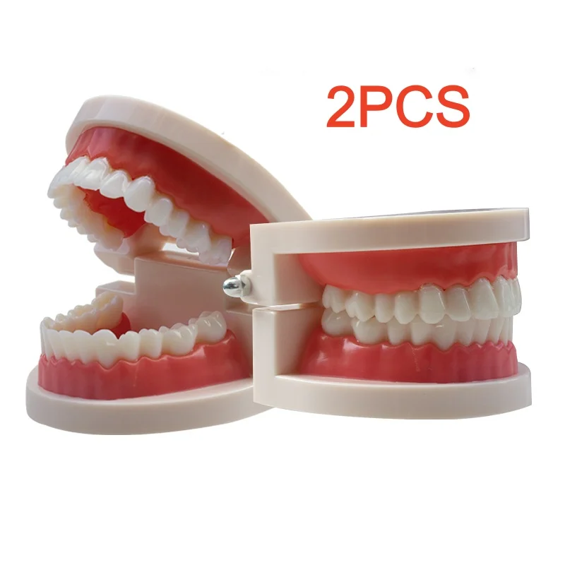 2 Pcs Standard Teeth Model Adult Standard Typodont Demonstration Denture Model for Kids Dental Teaching, Clean Display