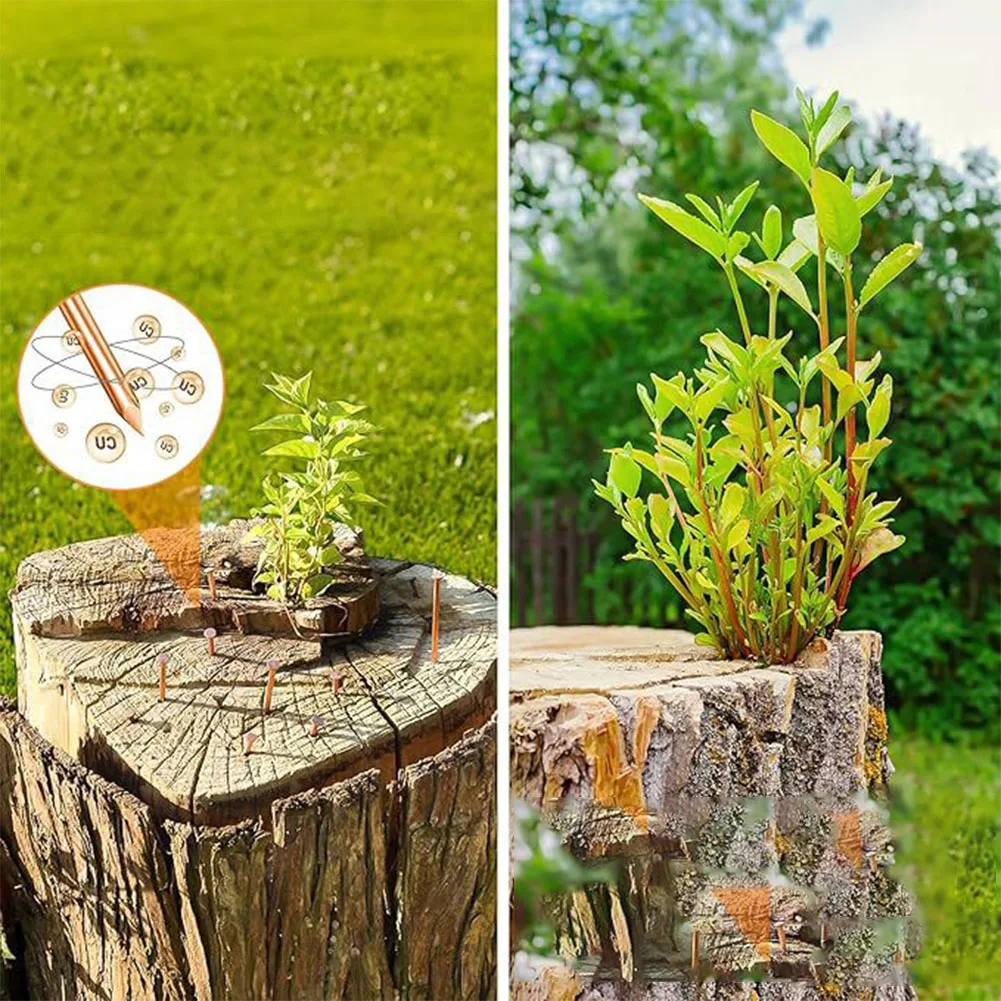 Effective Root Elimination Copper Tree Stump Killer Fast Acting Solution Large Sizes Available Non-Disturbing Method