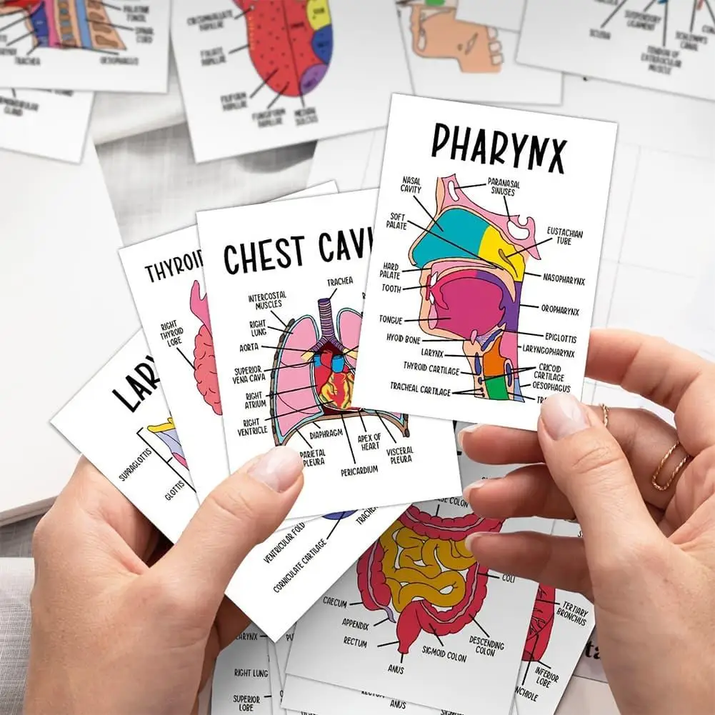 30Pcs Human Organ Anatomy Flash Cards, Color Coded Illustrated Pocket Study Cards for Homeschool Educational Flashcard Accessory