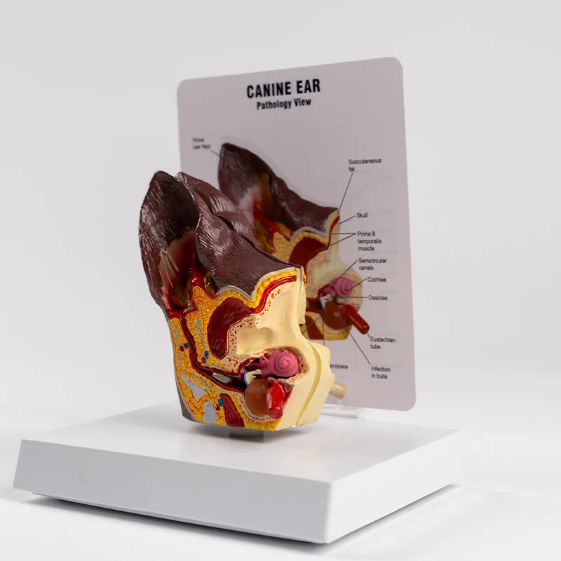 Animal Pathological Anatomy Dog Ear Anatomy Model Pet Hospital Teaching Display Supplies