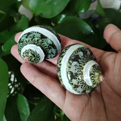 2 PC Jade Turbo with Two Pearl Bands Natural Hermit Crab Shells Green Banded Tapestry Turbo For beach theme parties, wedding