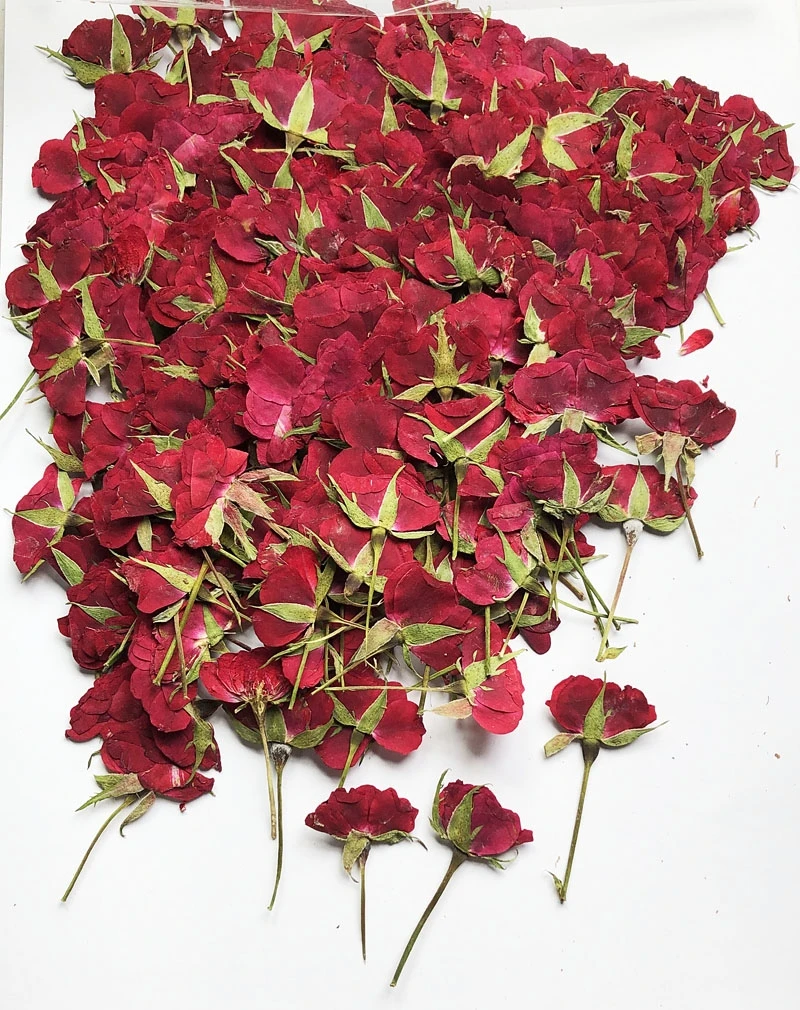 500pcs Side Pressed Dried Rose Flower Plants For Epoxy Resin Pendant Jewelry Phone Case Bookmarks Card Making Craft DIY