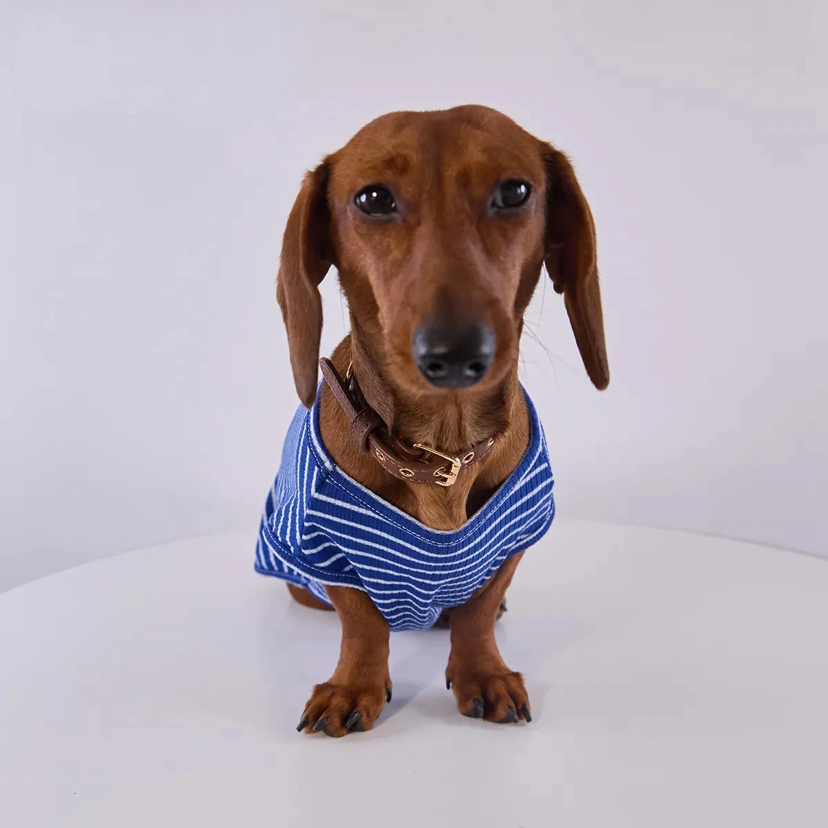 Camiseta a rayas de manga corta para perros salchicha, Dachshund y Wiener, ideal para verano y primavera, estilo ropa de descanso y mono.