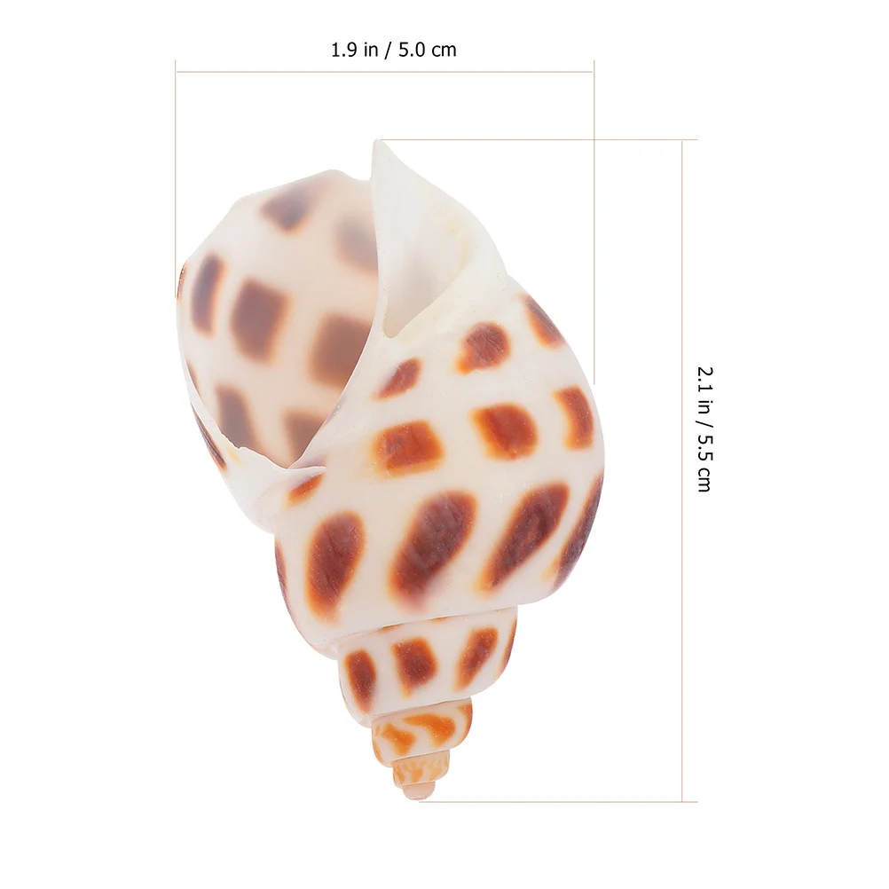 

160Pcs Natural Shells Decor Sea Conch Ornaments for Home Fish Tank Craft DIY Landscaping Decoration Shell Set Accessories