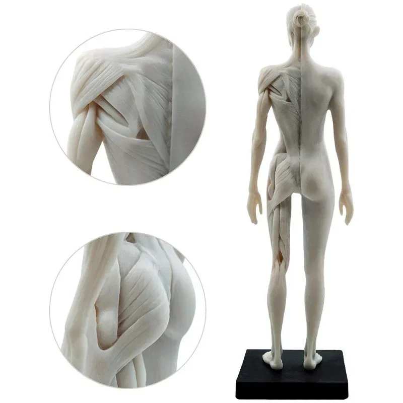 30cm Female Anatomy Figure Anatomical Model Anatomy Skull Bone Medical Artist Drawing Manikin Articulated Mannequin