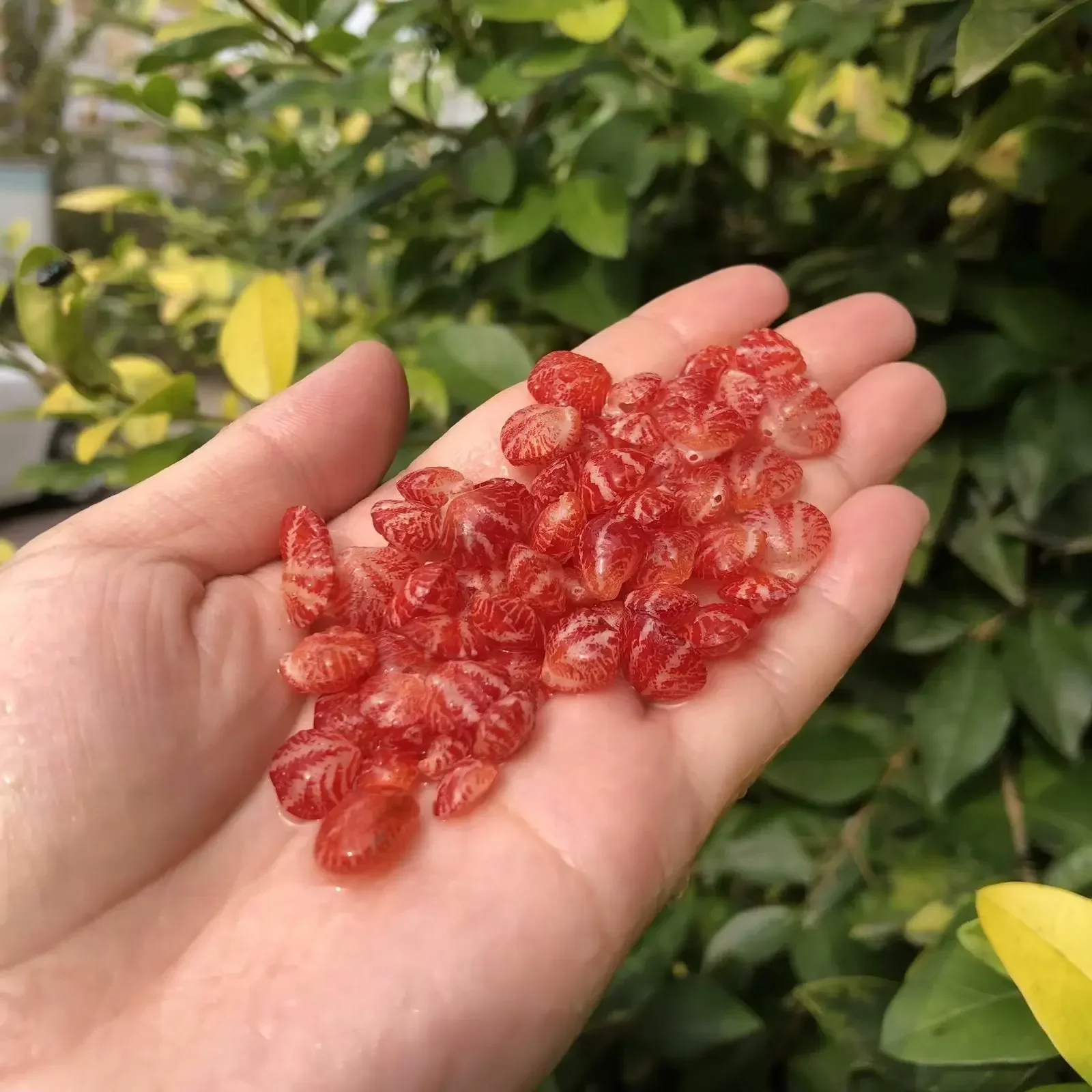 Physalis Natural Conch Shell Red Red Clam Specimen Snail Fish Tank Aquarium Decoration Home Crafts