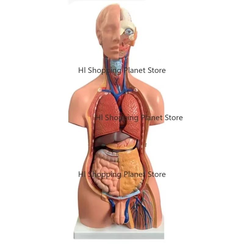 85cm Life Size Bisexual Trunk Med-ical Manikin Simu-lator, with 23PCS Anatomy Or-gans Module
