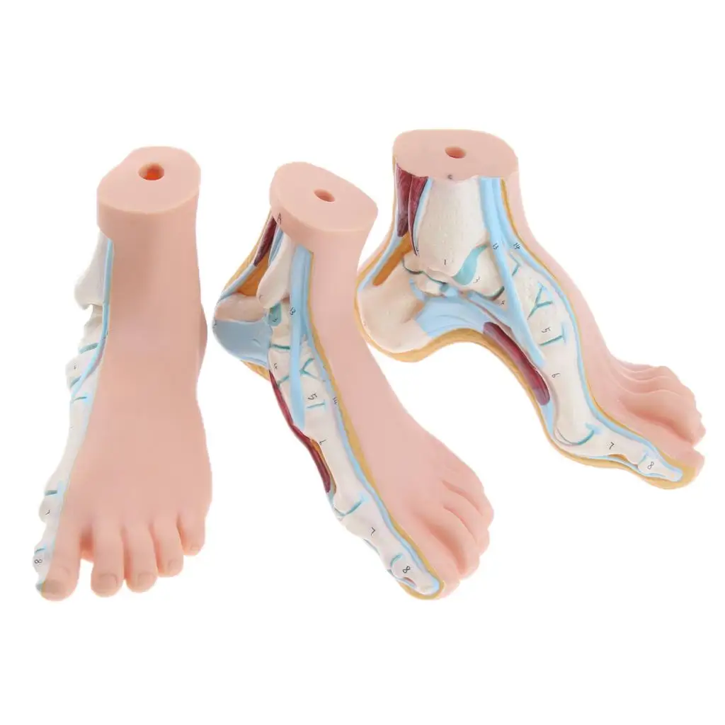 3 Stk. Human Foot Model Arched Normal Flat Foot Model Anatomical