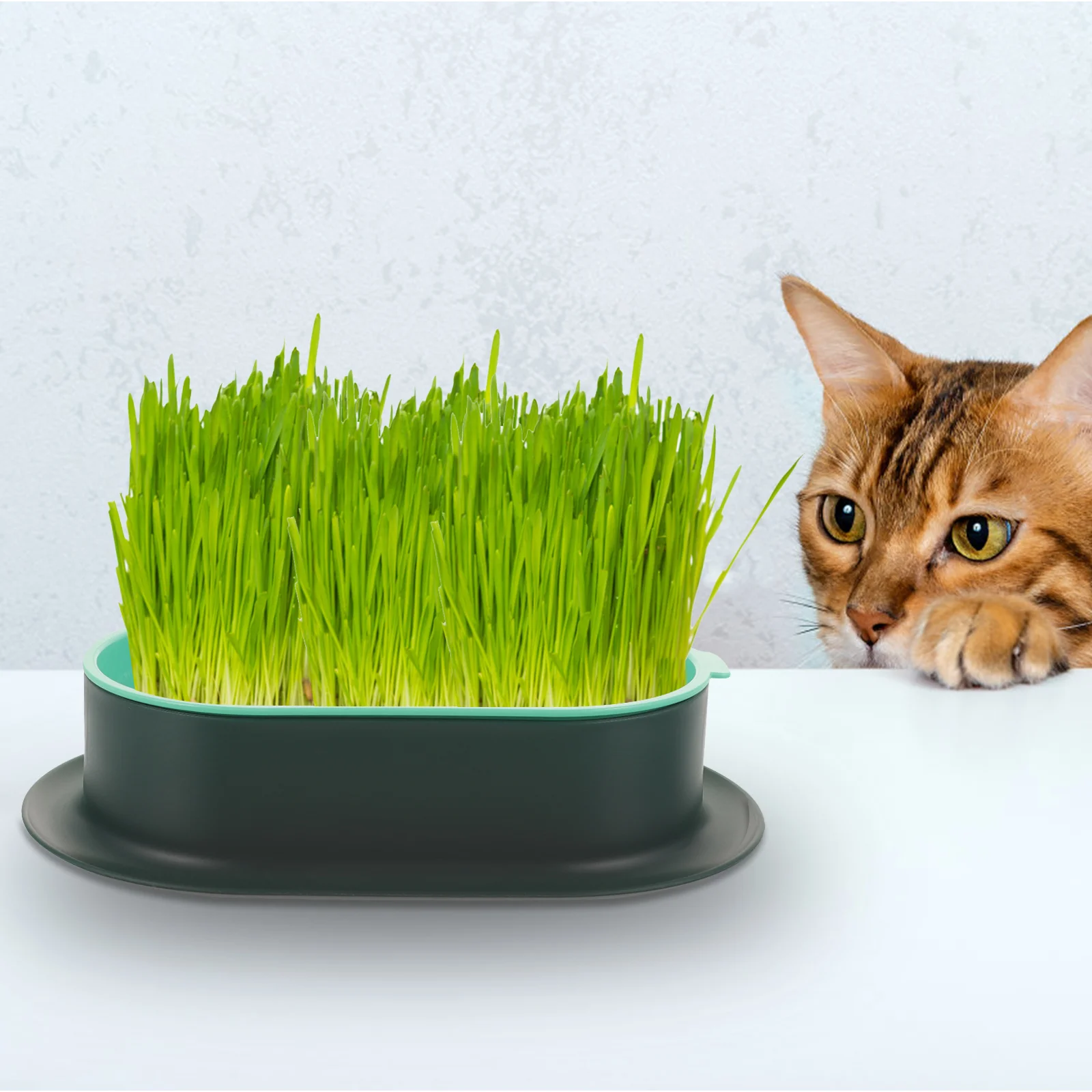 

Cats Grass Hydroponic Box Cat Grass Planter Catnip Hydroponic Planter Catnip Cultivation Tray cat grass plant planter