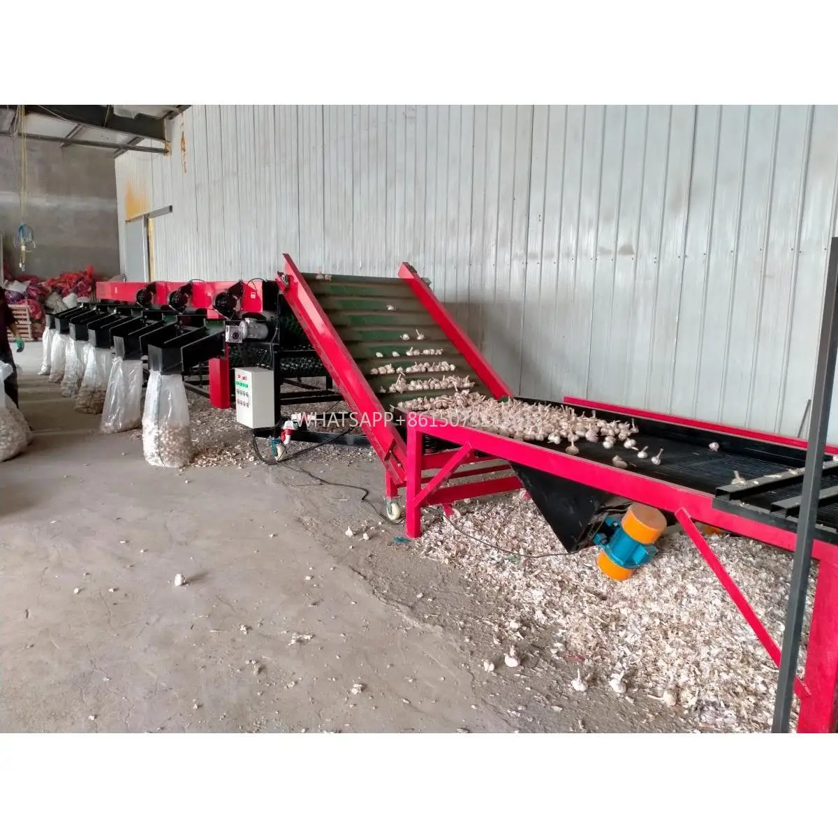 Selezionatrice automatica per classificazione delle dimensioni dell'aglio personalizzata in fabbrica Selezionatrice per dimensionamento degli agli industriali automatici in vendita