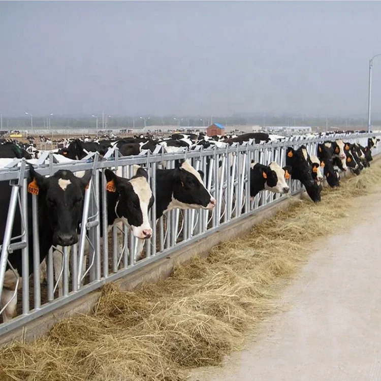 Dairy Cattle Breeding Equipment Cow Headlock Livestock Cattle Panel Equipm For Farm Breeding