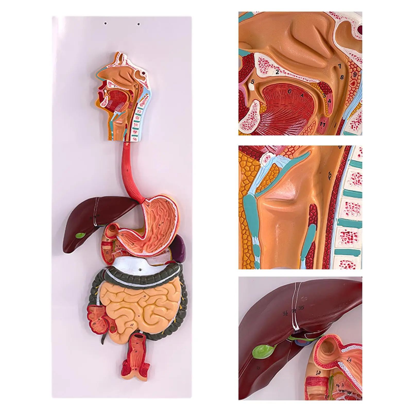 Spijsverteringsstelsel Functie Demonstratie Model DIY Projecten Gastro-intestinale Tract Model voor School Props Tieners Klasse Kinderen