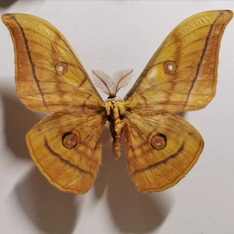 Real moth specimen teaching and research hobby Collection of home decoration crafts statues for decoration