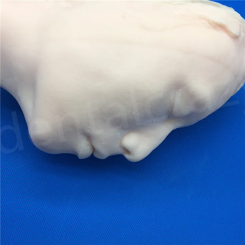 Silicone Head Injection Skin Suture Plastic Surgery Teaching Model With Skeleton For Skin Suture PlasticSurgey