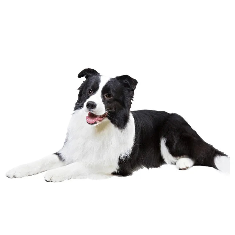 13/17CM Personality PVC Decal Border Collie Shepherd Dog Car Sticker on Motorcycle Laptop Decorative Accessories PVC KK