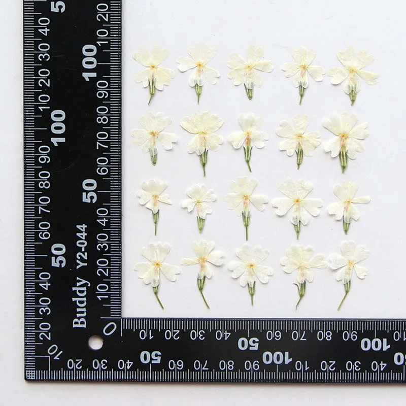 2-3CM/Real Natural Dried Pressed Flowers Leaves Branch,Small Dry Press Phlox Subulata Flower for Epoxy Resin,Picture Frame