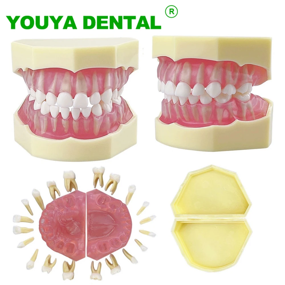 

Child Dental Model With Removable Teeth Typodont Jaw Model Dentistry Demonstration Tools For Teaching Study Training Practice