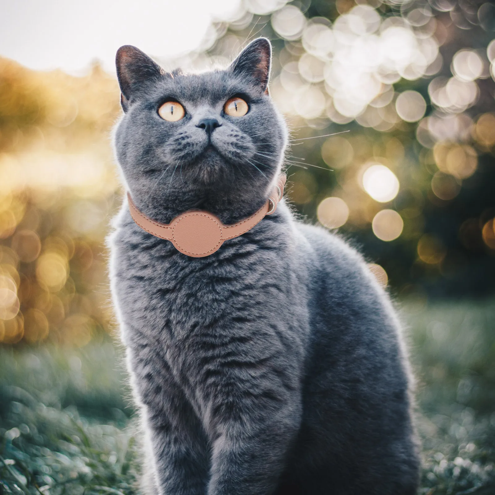 

Adjustable PU Pet Collar with Tracer Storage Case Lightweight Portable Anti-Lost Cat Safety Collar for Outdoor Cats Puppies