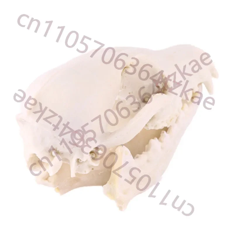 Fox Skull Model Animal Skull Resin Statue Science Teaching Skull Model Props