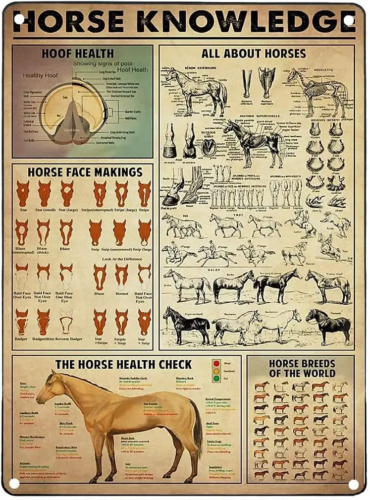 Plaque en métal « Tout sur les chevaux », affiche amusante pour ferme, club, salle à manger, cuisine, chambre, salon, salle de bain, décoration artistique pour la maison
