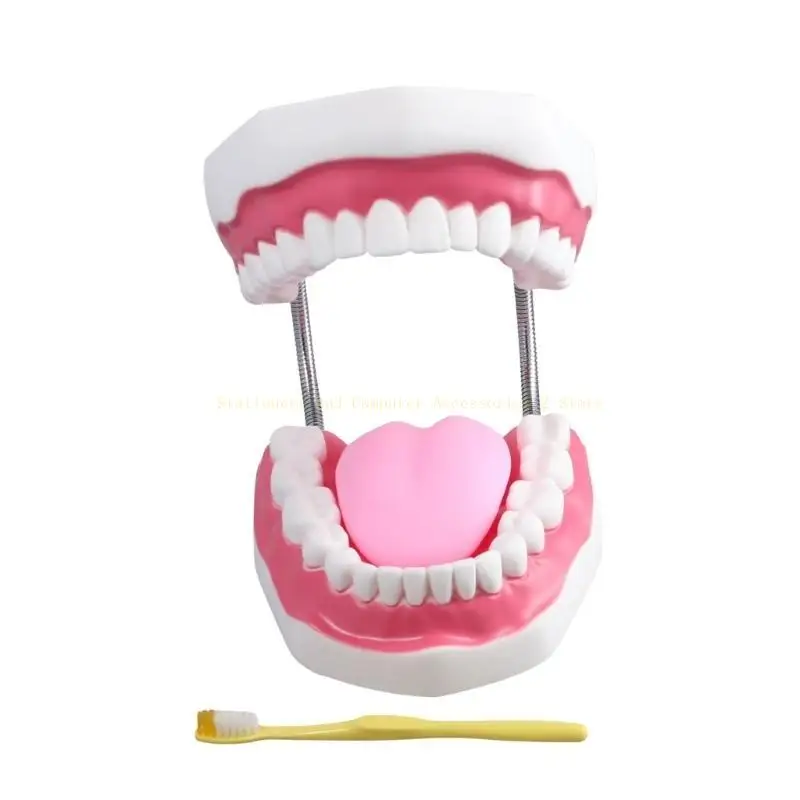 Modelo dentes adequado para explicar a estrutura intuitivamente dente da humanidade