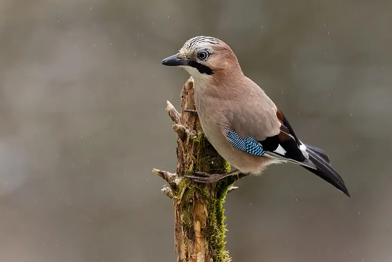 

9309E 1:18 4WD RC Off-Roader — 2,4G, 40 км/ч, матовый, подарок для детей RTR (8 лет)