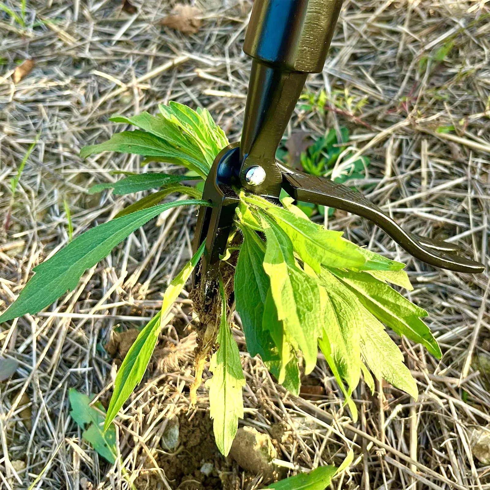 4-pazurowy stojący ściągacz chwastów Stojący ściągacz chwastów 44-calowy regulowany uchwyt 4-pazurowe ręczne narzędzie do odchwaszczania trawników ogrodowych