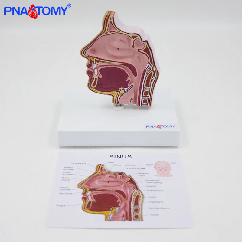 Nasal Model Sinus Turbinate Oral, Nasal and Throat Anatomical Teaching Maxillary Sinus Medical Gift Educational Equipment