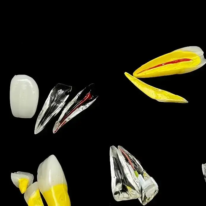 

Патологическая модель для восстановления зубной пульпы, разборная модель зубов, демонстрация препарирования премоляров, материал для пломбирования полостей зубов, стоматологический материал