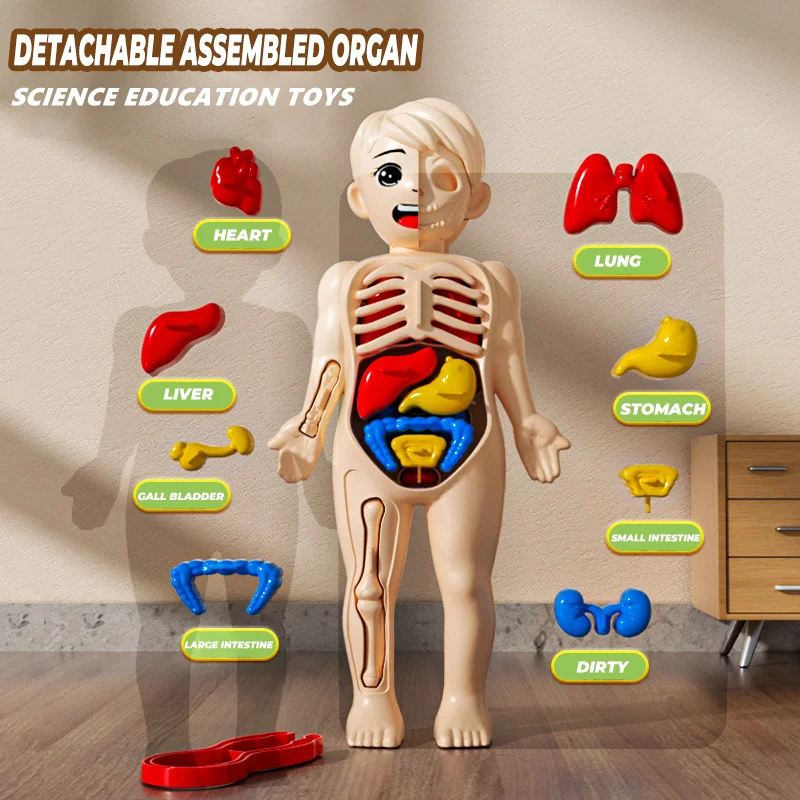 Bambini Biologia Scienza Montessori Giocattoli Corpo umano Organo Anatomia Modello Assemblaggio fai da te Giocattolo medico Studente Apprendimento Strumento educativo