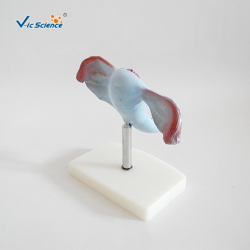 Natural Uterus Model Anatomical Model of Uterine Structure