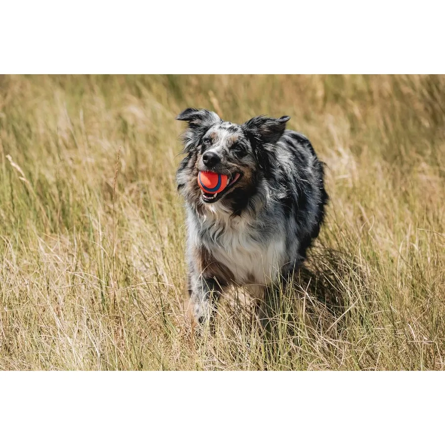 Giocattolo per cani Ultra Ball Palline medie rimbalzanti per cani da 2060 libbre Realizzate da giocattoli galleggianti in gomma resistente per animali domestici Dimensioni medie 2,5