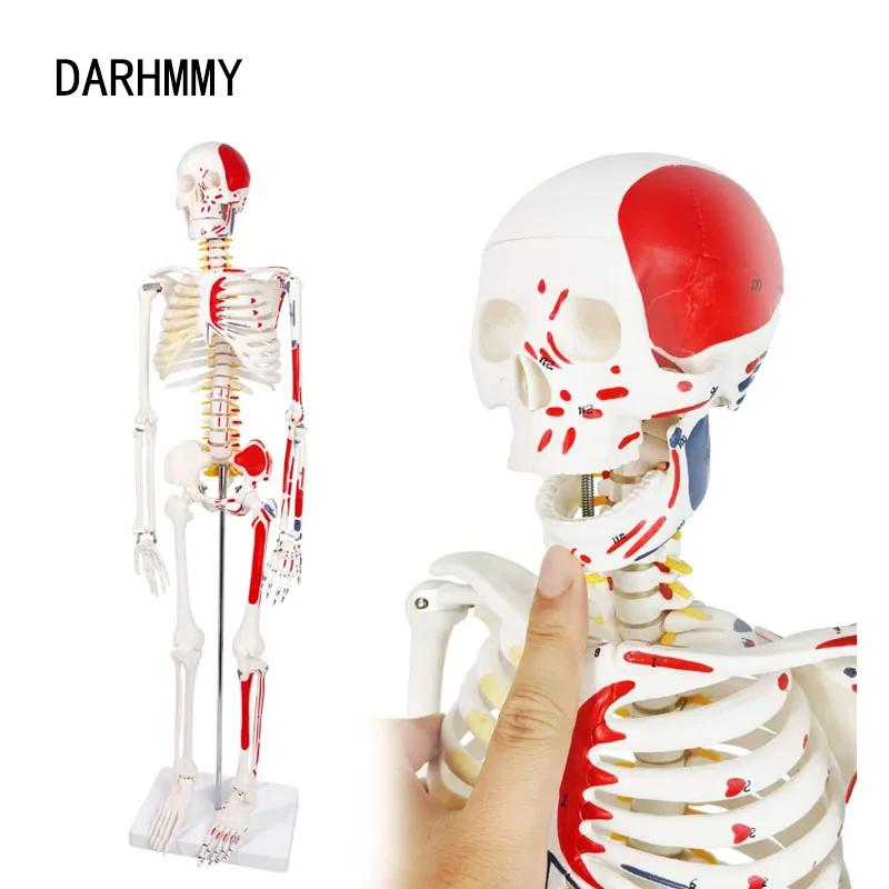 DARHMMY Human Skeleton Model Hot Sale 1/2 Life Size 85cm Half Muscle Drawing Medical Science Anatomy