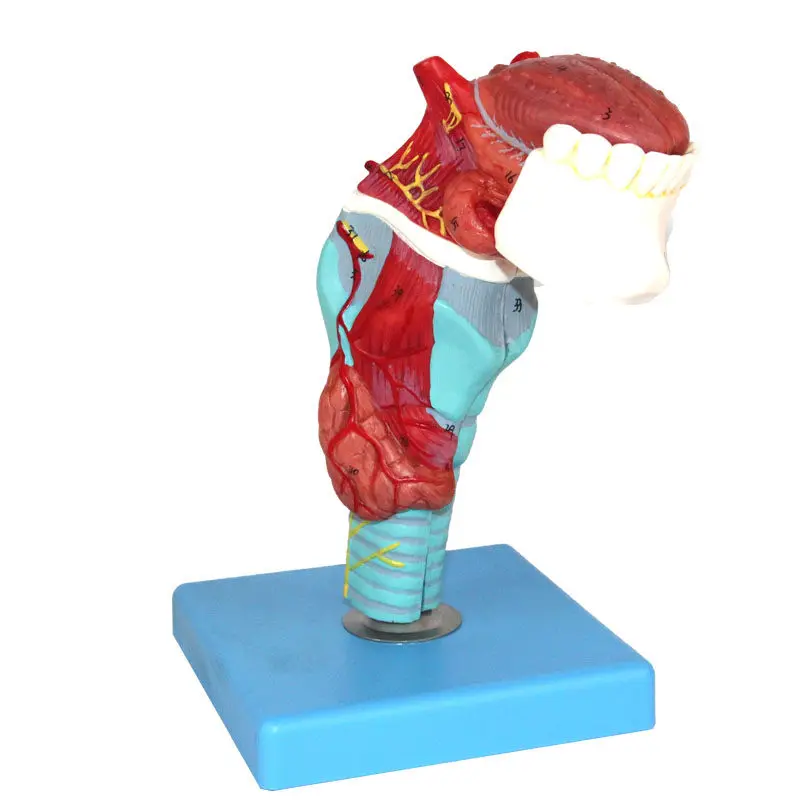 Larynx Anatomy Model with Tongue Teeth for Respiratory System Medical Training
