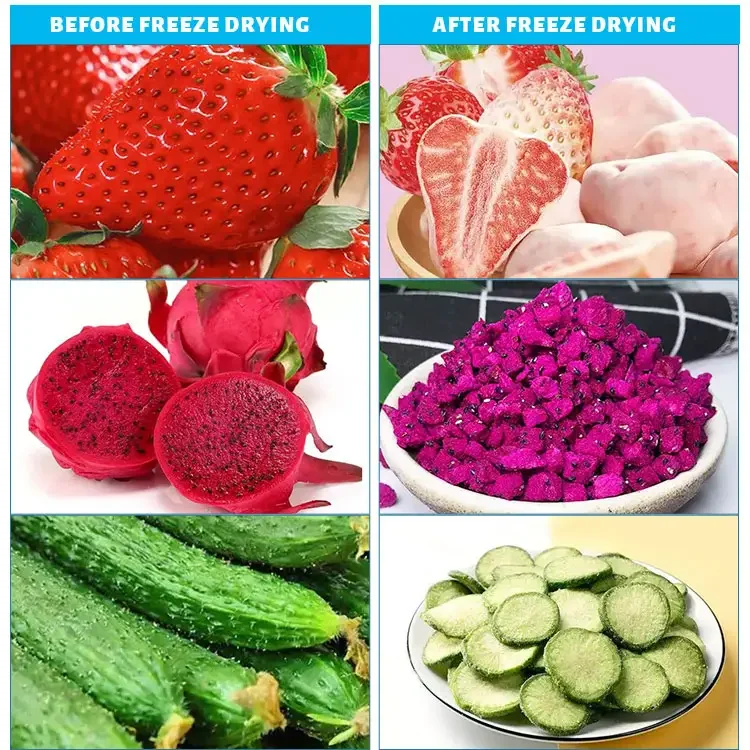Commercial Freeze Drying Machine Sublimation Condensation Dryer Vacuum Freeze Dryer for Fruits Vegetables
