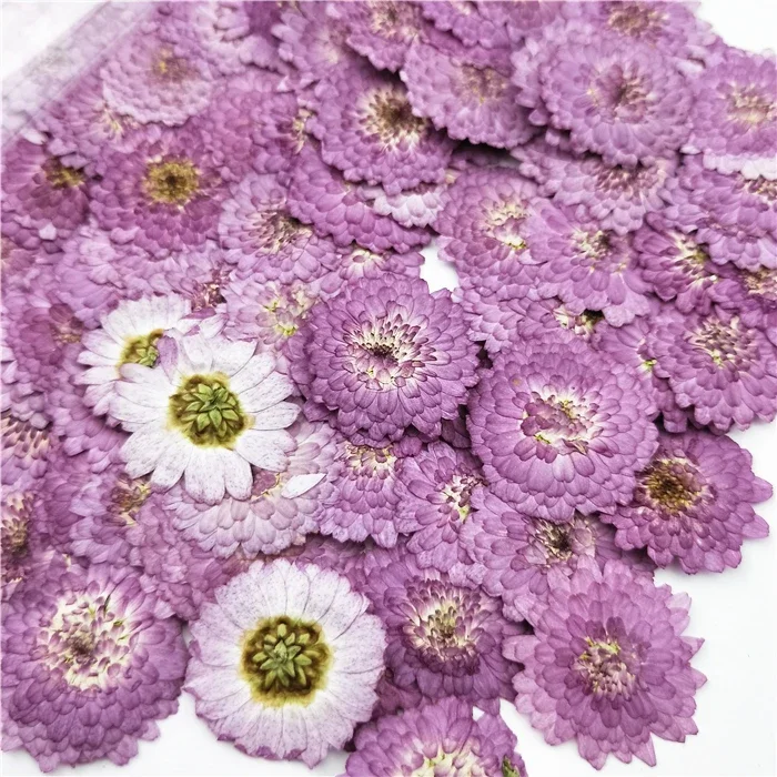 

100pcs,wholesale Pressed purple Daisy Flower,Real flower DIY Wedding invitation Art Bookmark gift Card,Scented candle decor