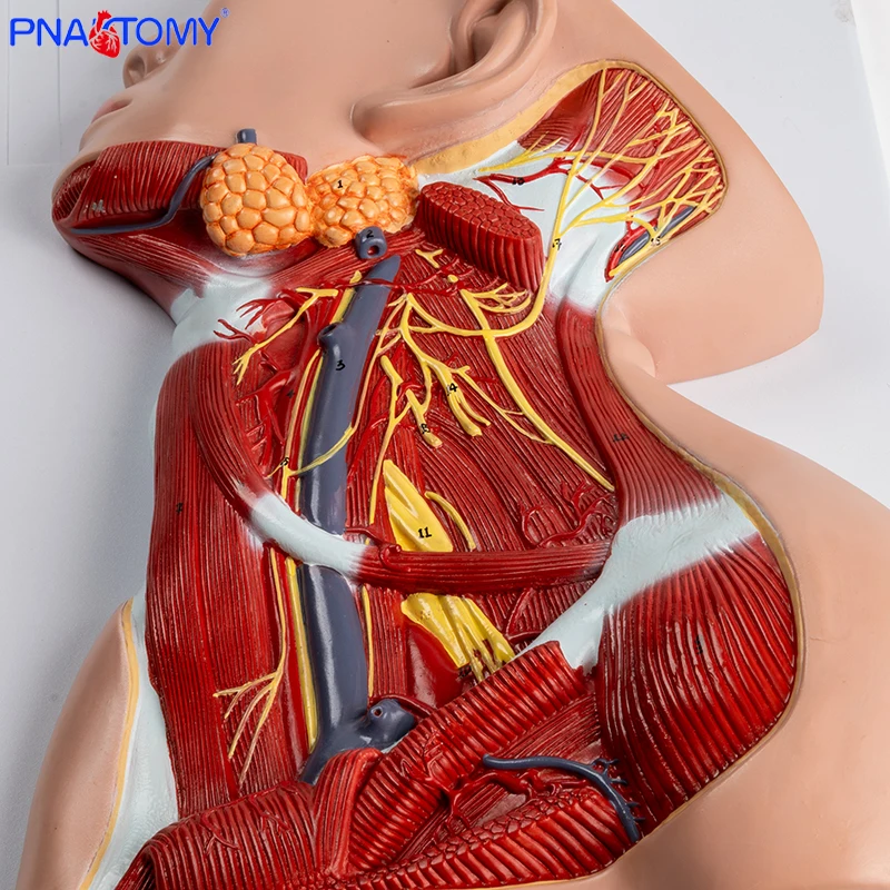 1:1 Head and Neck Muscle Vascular Nerve Anatomical Model Shoulder Pectoral Muscle Deep Muscle Teaching Model Deltoid Muscle