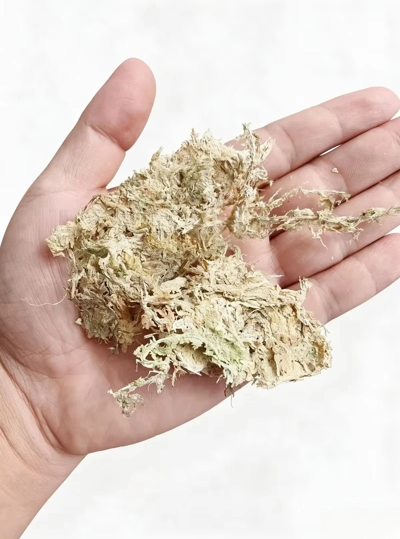Premium Sphagnum Moss for Orchids  Compressed Block Reptile Terrarium Bedding