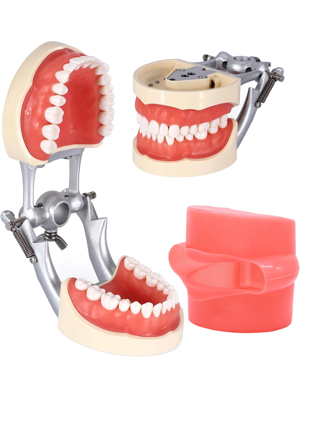 Dentystyczny Typodont Model zębów z wyjmowanymi zębami pasuje do Kilgore NISSIN 200/500 i Frasaco ANA-3/4 do nauczania stomatologii Demo