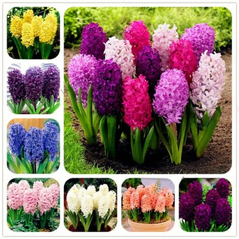 

Crystal Flowers Perennial Rare Flowers Dutch Hydroponic Flowers for Home and Garden |