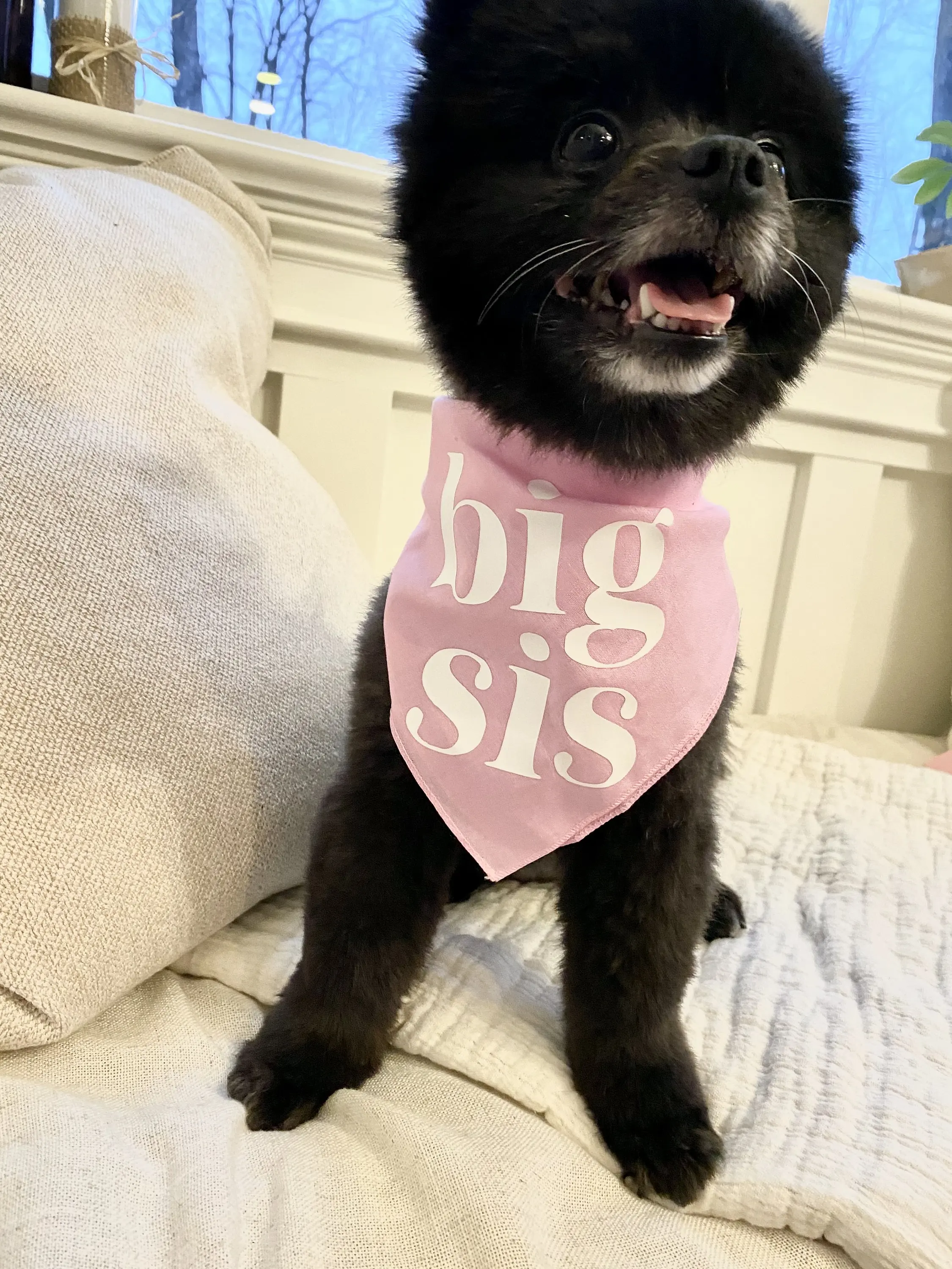 Sciarpa Bandana per cani Big Sis o Big Bro per annuncio di nascita annuncio di nascita servizio fotografico di maternità decorazione naturale per