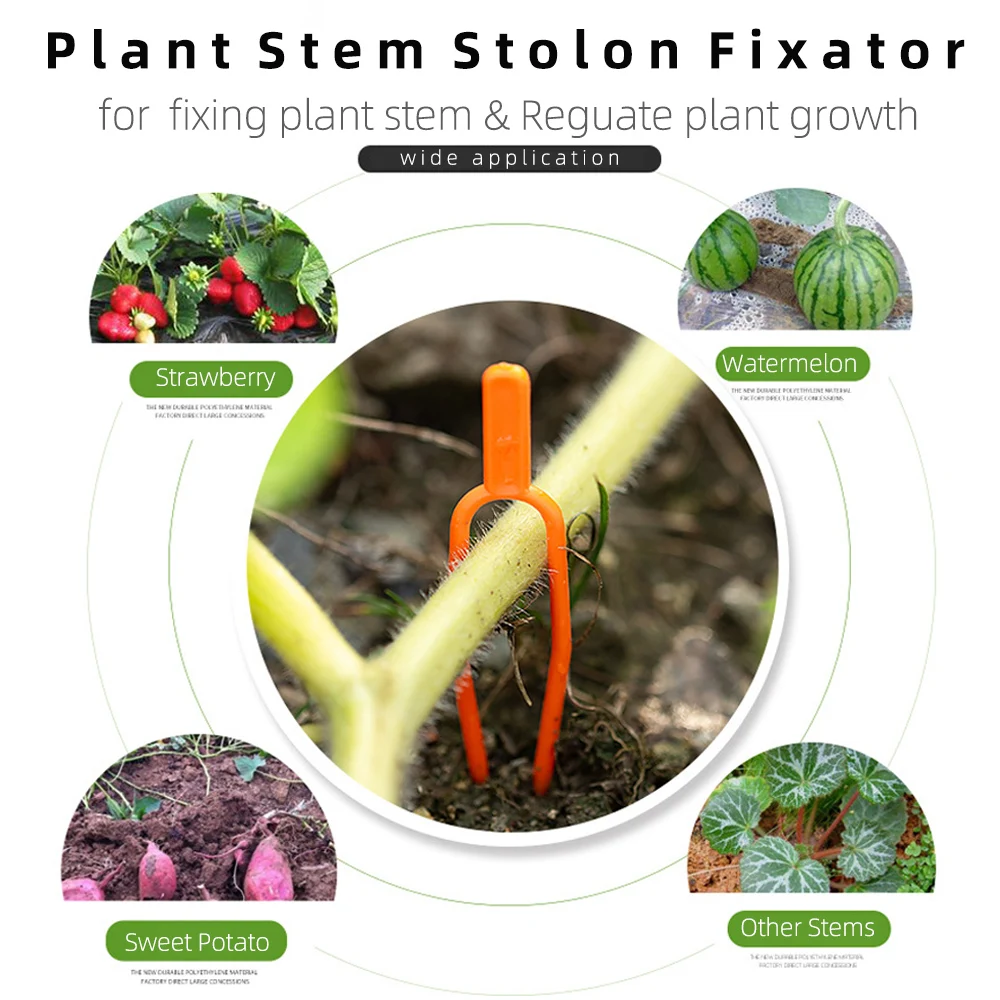 30PCS Plant Stem Creeping Holder 55/65MM Garden Watermelon Planting Fork  Strawberry Fixing Clamp Clip Reusable Vine Holder