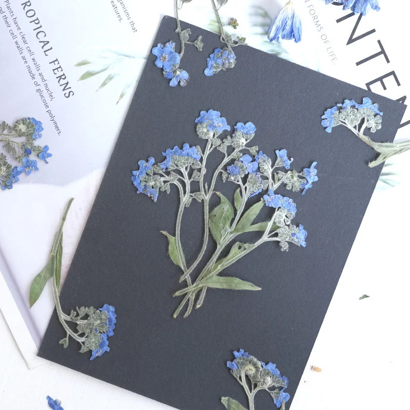 

60Pcs Forget-Me-Not Flower Series with Branches DIY Handmade Real Flower Material Kit Plant Specimen Dried Flower Pressed Flower Bookmark Face Decoration Pressed Flower Envelope