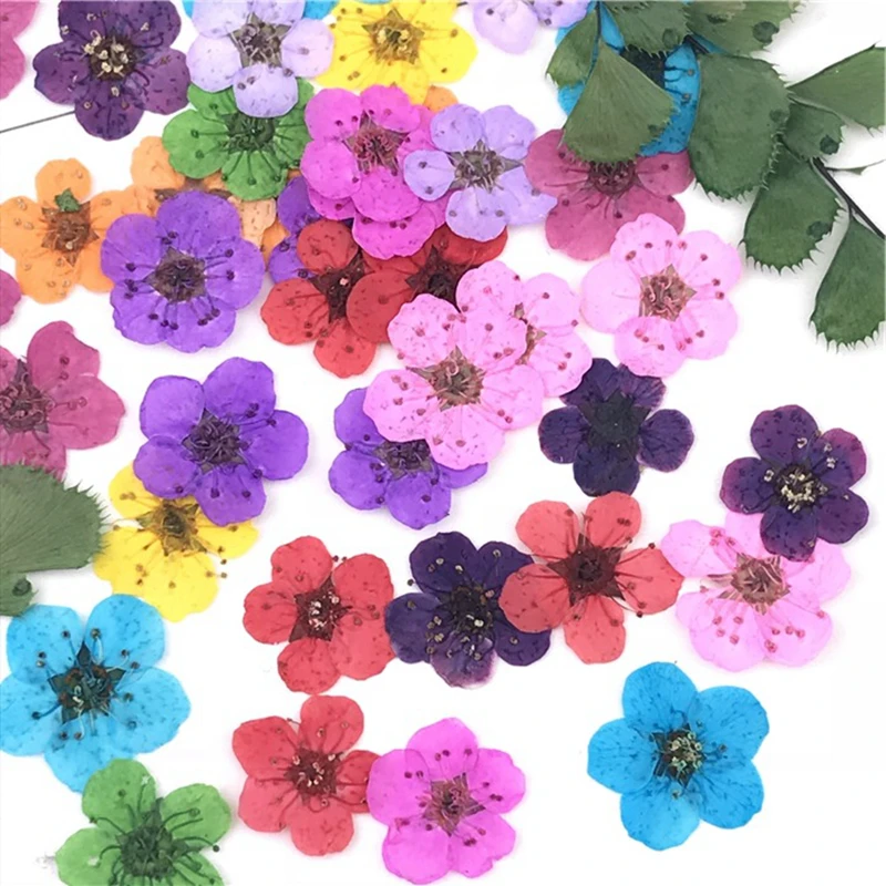 

18PCS/Lot Natural Pressed Dried Flower For Nail Art Decorations Narcissus Five-petaled Flowers Decals Nails Supplies Materials