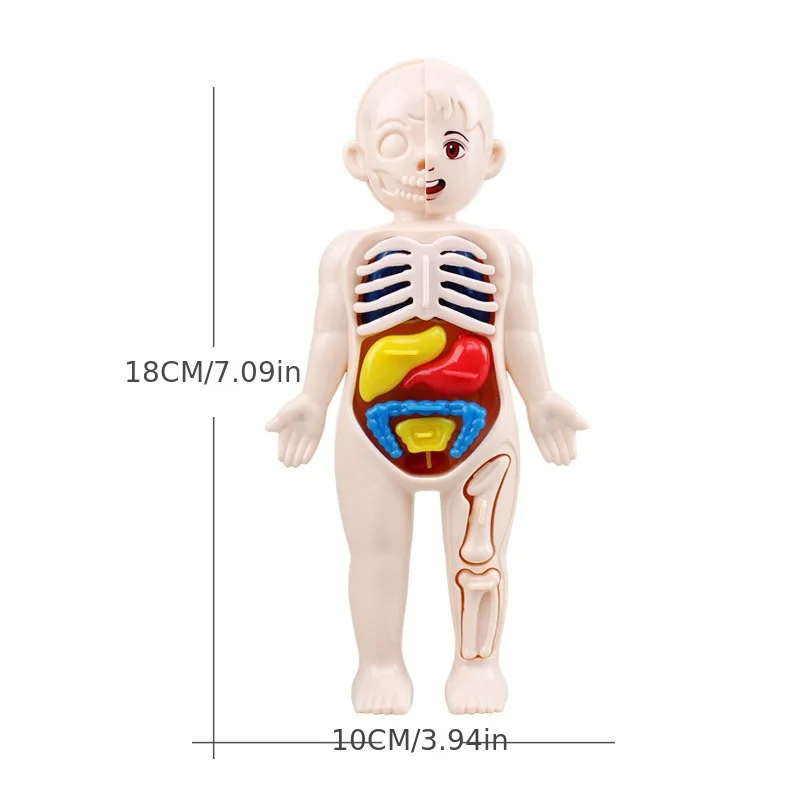 Dziecko Montessori 3D Puzzle zabawka, ludzkie ciało Model anatomiczny nauczanie edukacyjne zabawka do montażu organów, narzędzie do nauczania dla dzieci