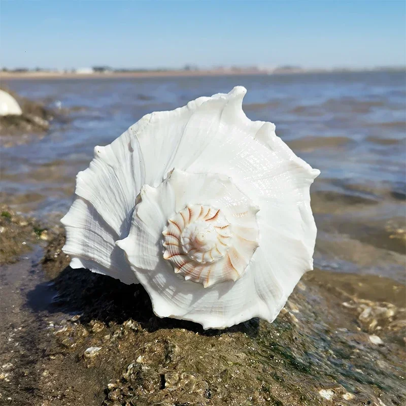 Natural Conch Shell Conch Fish Tank Ornaments Special Conch for Collection