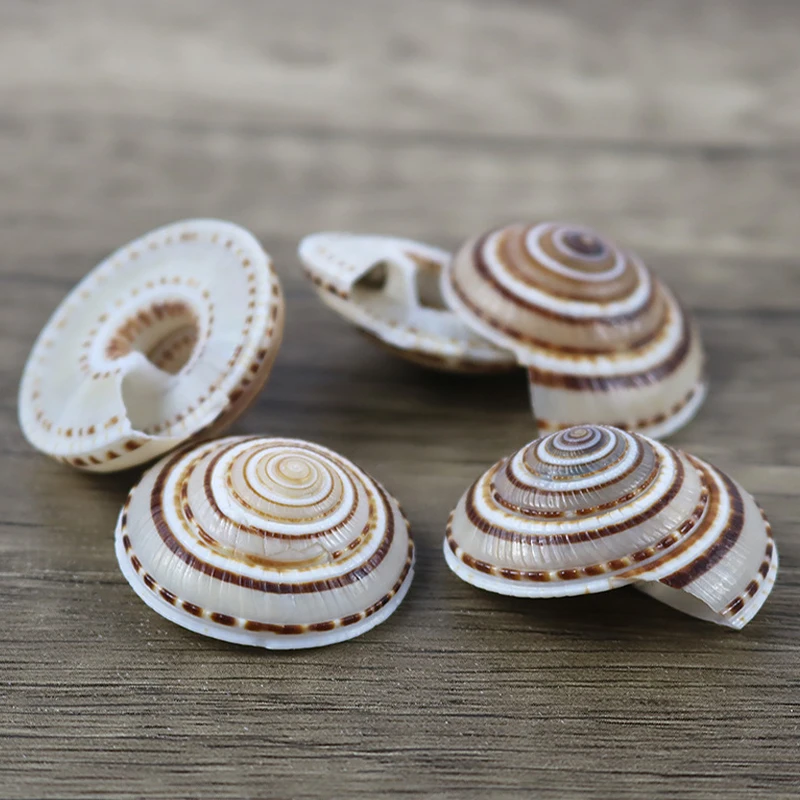 5pc/lot 20-40mm Mixed Spiral Shell Beads Pendants Beach Craft Natural Sea shell Craft Decoration DIY Handmade Accessories